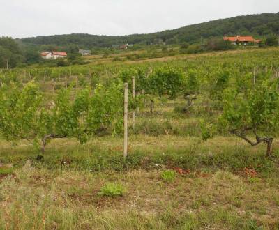 Sale Agrarian and forest land, Vinohrady, Bratislava - Nové Mesto, Slo