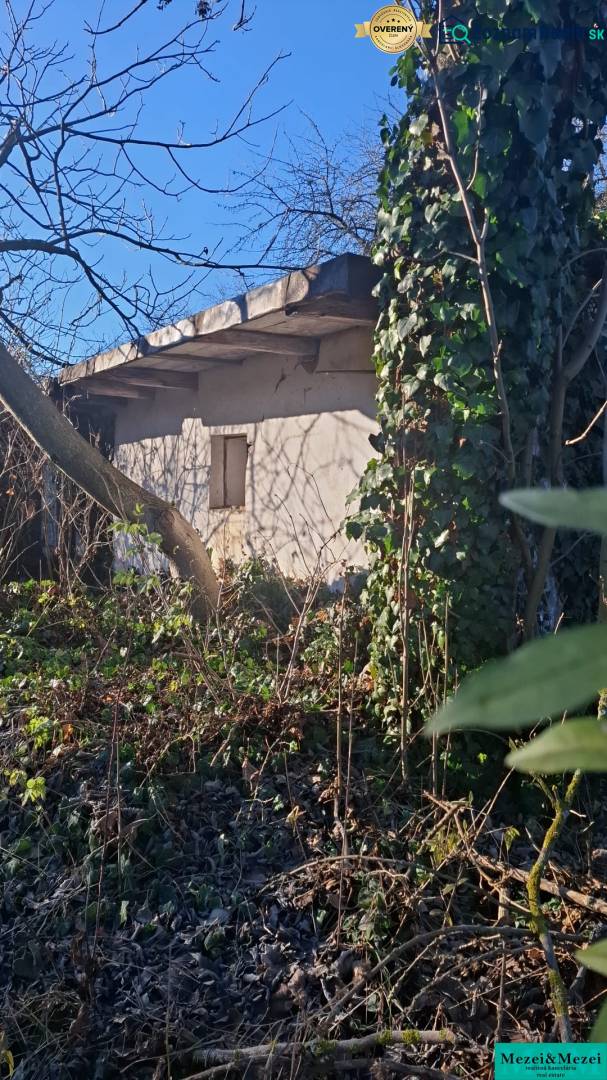 An overgrown garden around the cottage in Suchá nad Parnou with dense vegetation and trees.