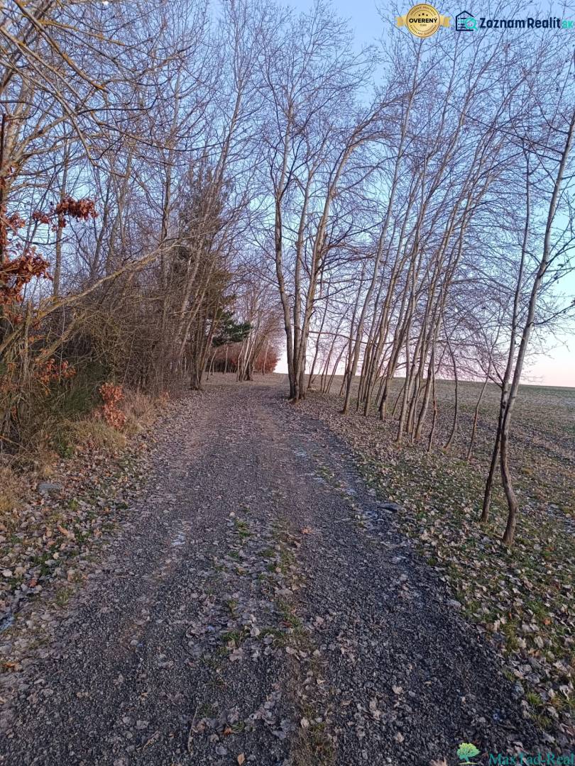 A dirt road lined with trees in the Gardens in Košice - the Šaca district.