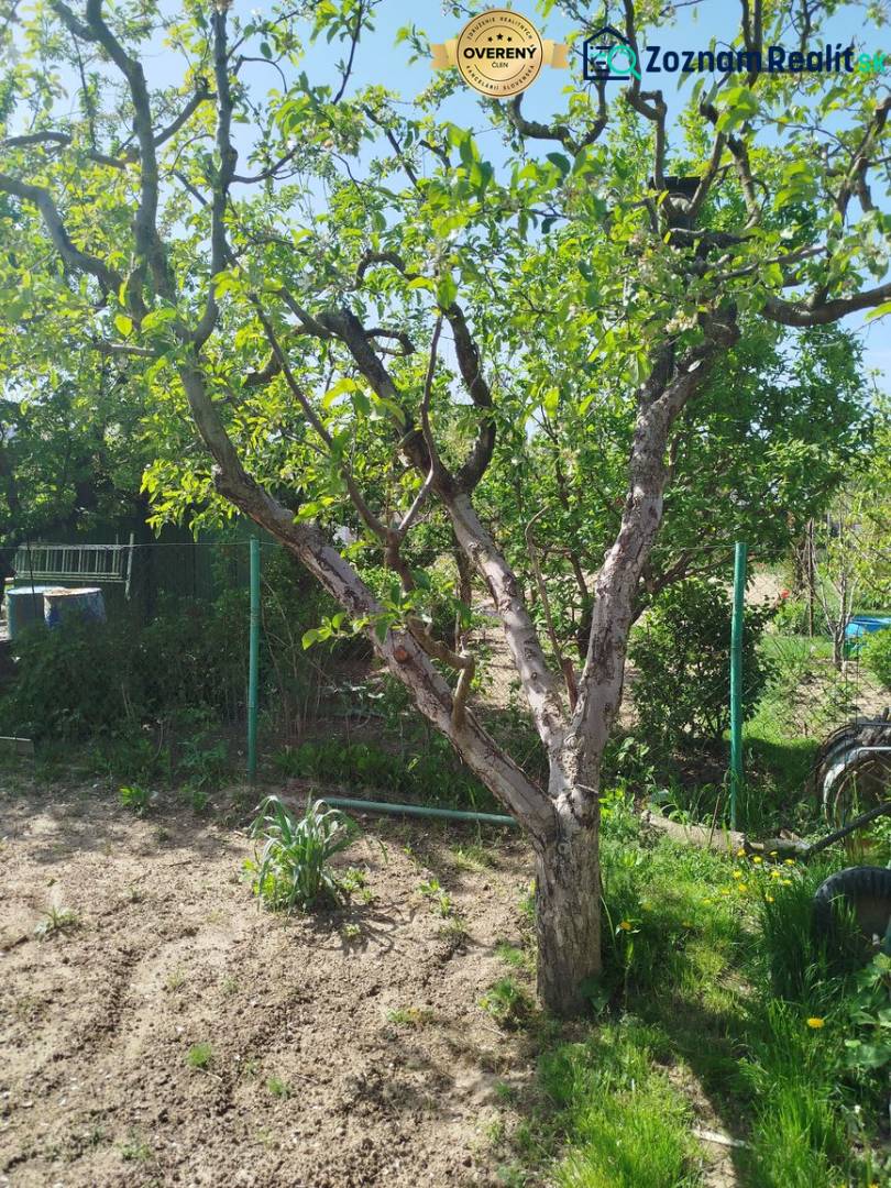 A tree in the garden in Šaľa with a clear sky and a lawn with flowers.