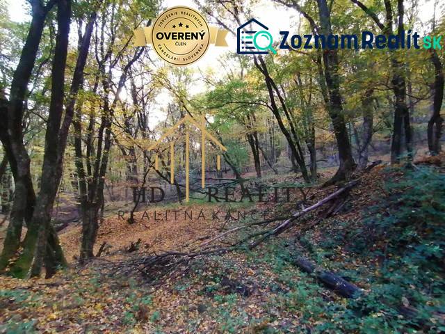 Forest land in Hrušov, surrounded by trees and foliage, ideal for nature.