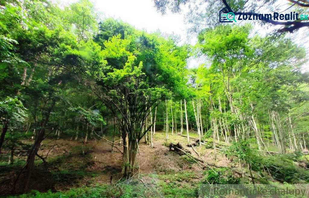 The forest around Hrušov offers a peaceful refuge under the green canopies of trees.