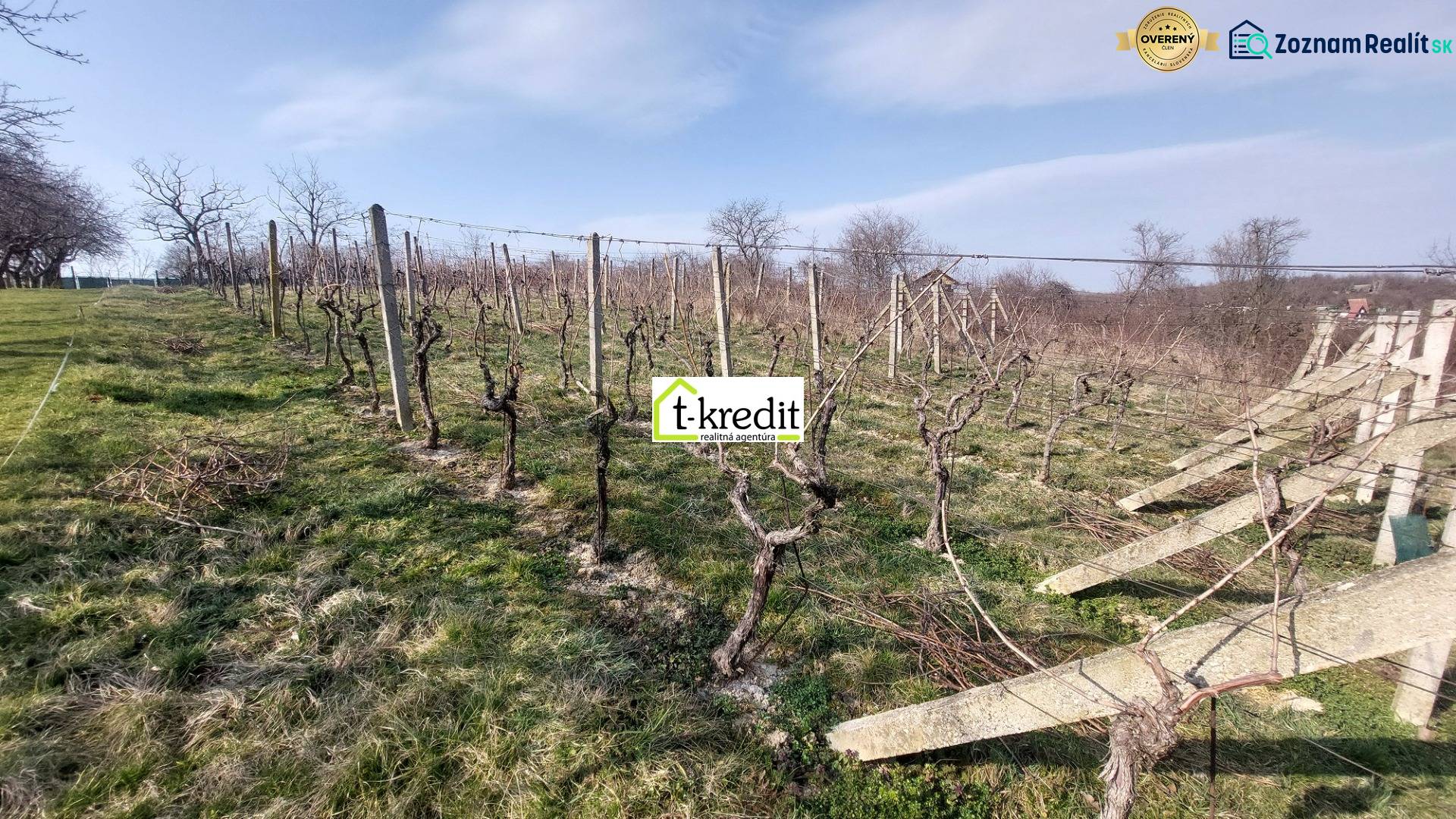 Vineyard in Zlaté Moravce with grapevines under a blue sky and trees in the background.