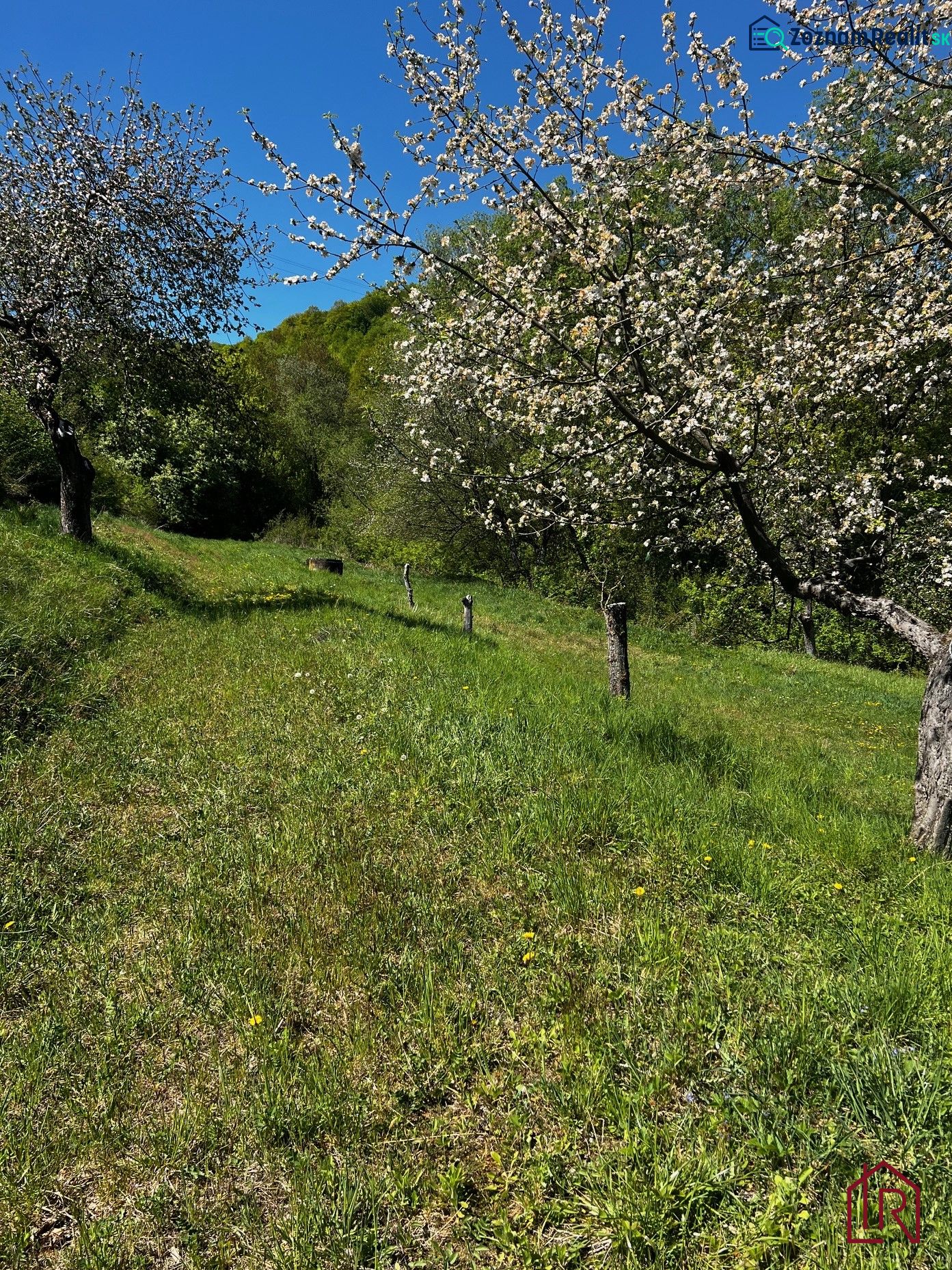 Blooming trees in the gardens in Kendice under the blue sky.
