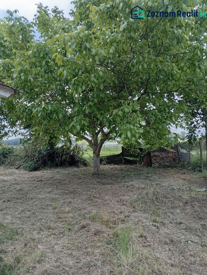 A garden with a large tree in the area of a family house in Ňárad.