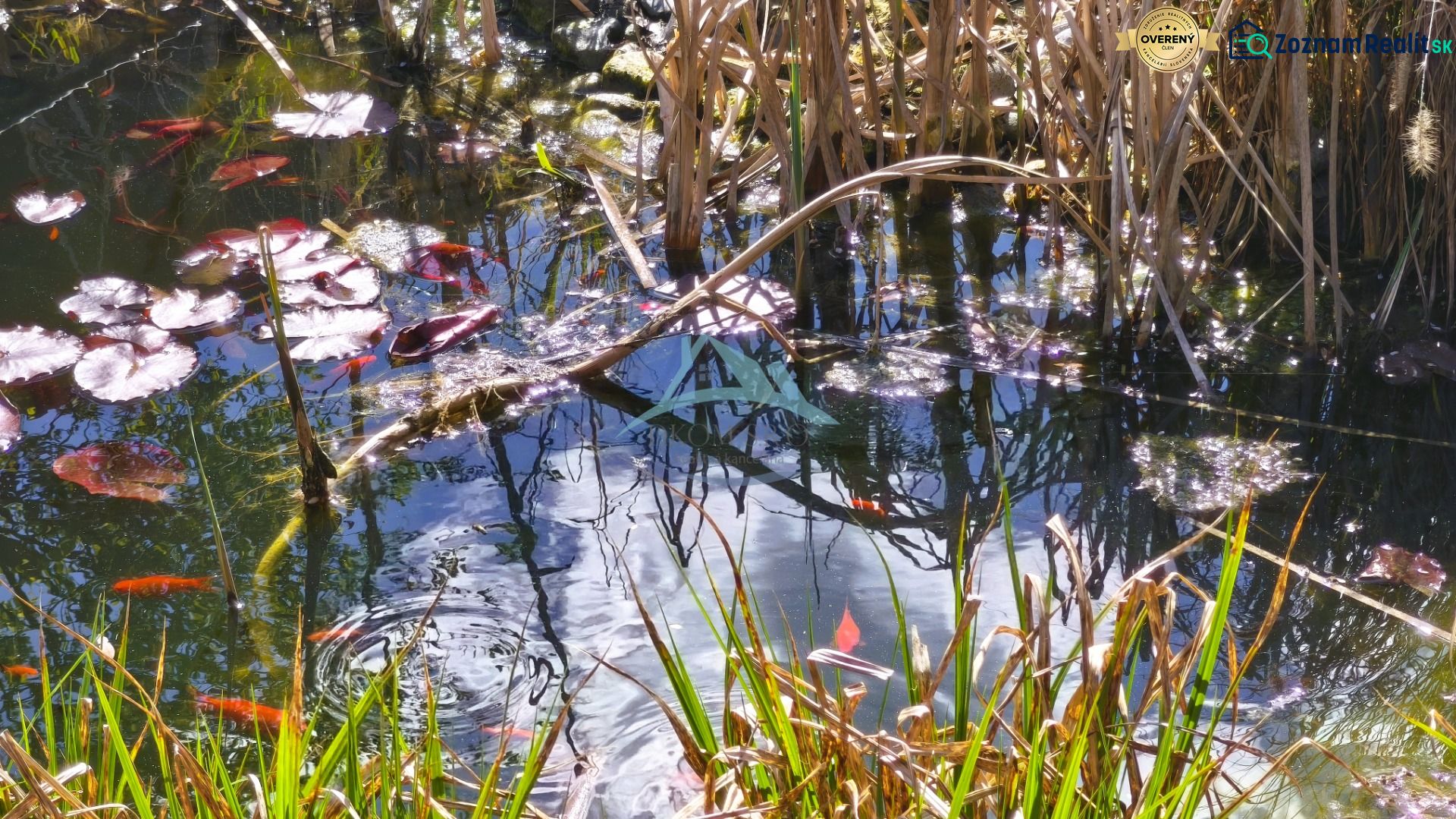 A pond with water lilies and grasses, reflections of trees on the surface, popular in the Family House.