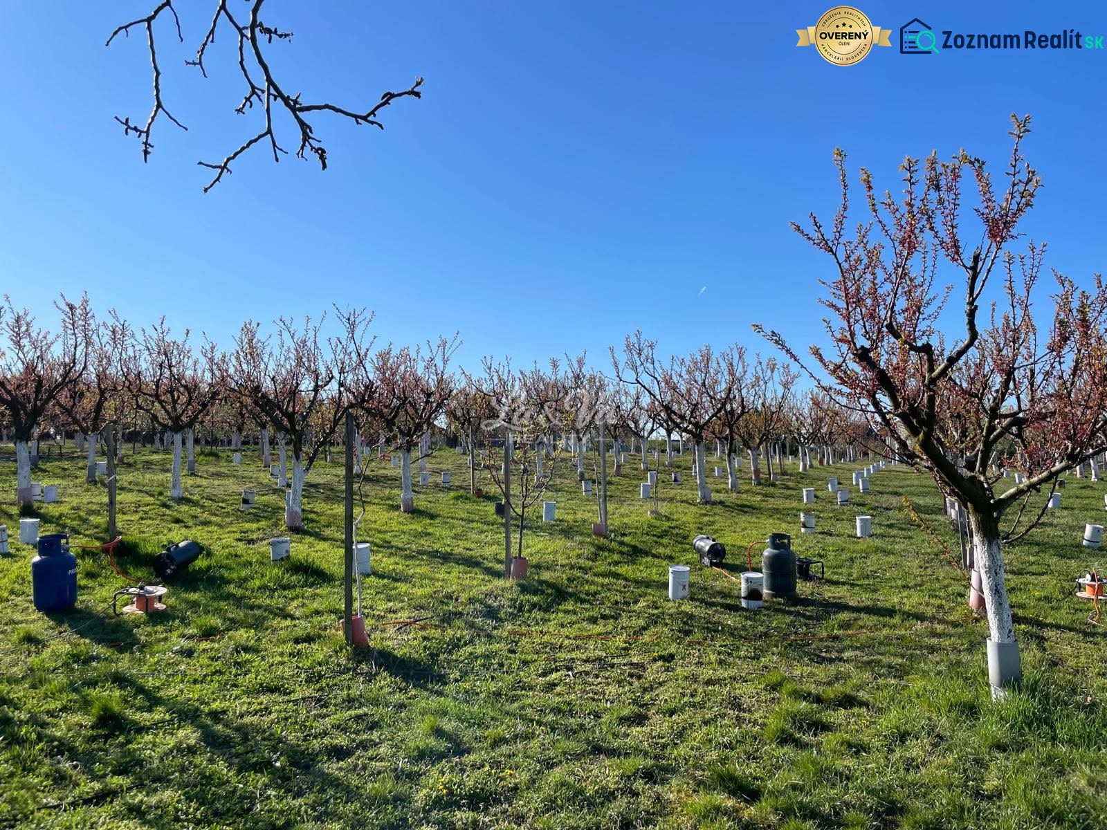 Orchards in Branov, land - housing. Trees with white trunks and grassy surface.