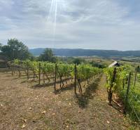 FOR SALE Beautiful vineyard with a cottage, Hrušov, Slovakia