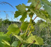 BA/RAČA - Investment or wine growing? Vineyard for sale