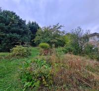 Overgrown slope with bushes and trees on a plot in Bratislava - Dúbravka, Tavarikova settlement.