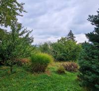 A garden full of greenery, trees, and shrubs during the construction of houses in Bratislava - Dúbravka, Tavarikova settlement.
