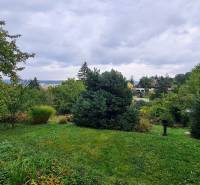 Trees and grassy area on the property during the construction of houses in Bratislava - Dúbravka, Tavarikova settlement.