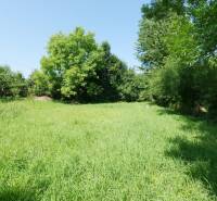 Greenery and trees on a residential plot in the town of Visolaje.
