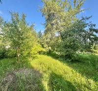 Garden in the center of Olešná with lush greenery near a family house.