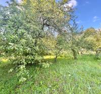 The garden at the family house on Centrum Street in Olešná with dense tree growth.