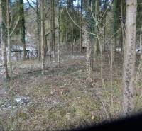 The forest in Telkibánya with sparse greenery and trees covered in ivy.