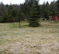 A plot with coniferous trees near a family house in Telkibanya.