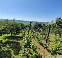 Vineyards and orchards in Malé Kozmálovce with a view of the green fields.