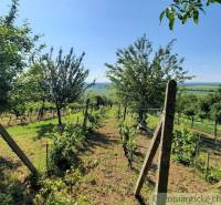 A vineyard near the cottage in Malé Kozmálovce, surrounded by green trees and a blue sky.