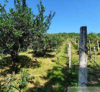 Vineyard near Malé Kozmálovce with fruit trees and posts in the background.
