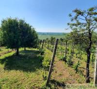 Vineyards and fruit trees in Malá Kozmálovce near the cottage, offering a beautiful view of the landscape.