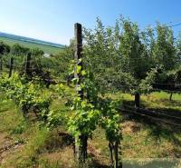 Vineyards and fruit trees near the cottage in Malé Kozmálovce on a sunny slope.