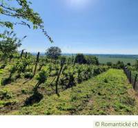 Vineyard near the cottage in Malé Kozmálovce with a view of the green fields.