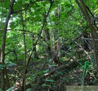 Dense deciduous trees and shrubs in České Brezové create a green garden space.