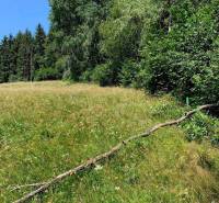 A meadow with a fallen branch surrounded by forest in the gardens of Český Brezov.