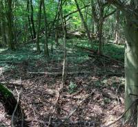 The forest environment in the Gardens of České Brezovo with a dense growth of trees and twigs on the ground.