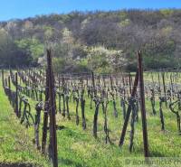 Vineyards near the Cottage in Nové Zámky surrounded by greenery and trees in spring.