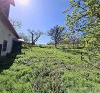 A sunny garden by a family house with grass, trees, and a blue sky.