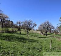 A beautiful orchard with blossoming trees under a blue sky near a family house.