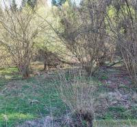 Gardens in nature with trees, shrubs, and green vegetation in spring.