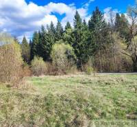 Beautiful forests by the road in the sunny nature offer tranquility for gardens.