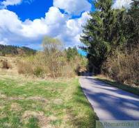 A peaceful forest path surrounded by trees and a blue sky, perfect for romantic walks.