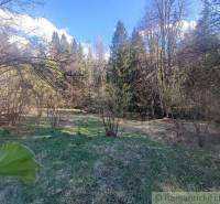 A forest landscape with a green meadow, surrounded by trees, suitable for gardens.