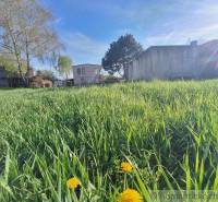 Greenery on a rural property, grass, dandelions, trees, enjoy living in nature.