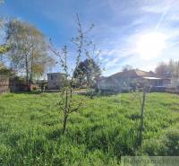A garden with grass and young trees, rural living amidst nature and plots with sunlight.