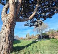 Trees and plots offering ideal countryside living with greenery and tranquility.