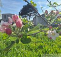 Apple blossoms on a sunny plot, an ideal place for family living and relaxation.