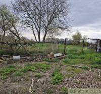 An obviously neglected garden, grass, trees, and in the background a family house with a fence.