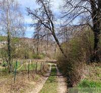 A forest path leads to a cabin surrounded by greenery and tall trees.