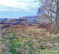 Countryside landscape with grass and trees. Country gardens offer peace and scenery.