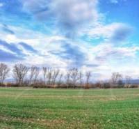 A vast meadow with low trees and a blue sky, suitable for recreation in the garden.