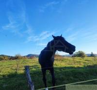 A horse in a pasture with a blue sky, ideal for nature and garden lovers.