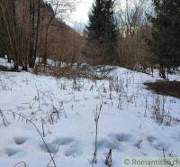 Snow-covered forest landscape with shrubs and conifers, ideal for gardens in nature.