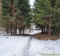 A forest with a snowy path, surrounded by trees and a peaceful winter garden scenery.
