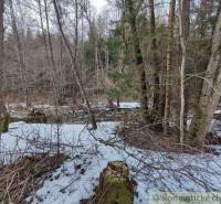 A snowy forest with a stream, surrounding gardens shrouded in winter silence.