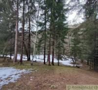 Snowy forest, tall trees, nature, winter landscape, and silence.